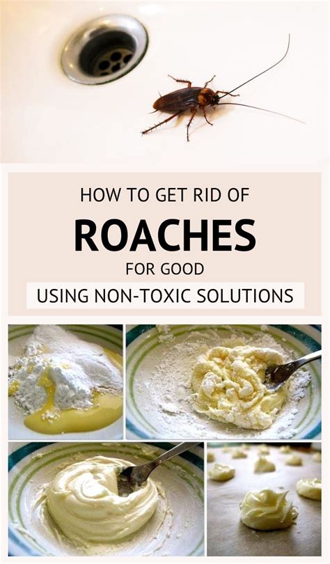 How to get rid of roaches for good. Things To Know About How to get rid of roaches for good. 